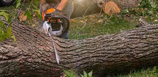 Best Tree Preservation Services  in East Vineland, NJ